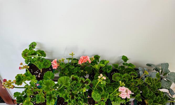 玫瑰花苗和天竺葵的养护方法有何不同？