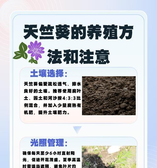 玫瑰花苗和天竺葵的养护方法有何不同？