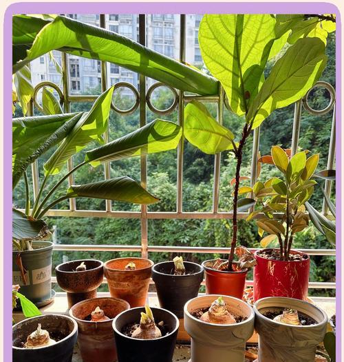 朱顶红卢娜有哪些优缺点？种植时应注意什么？