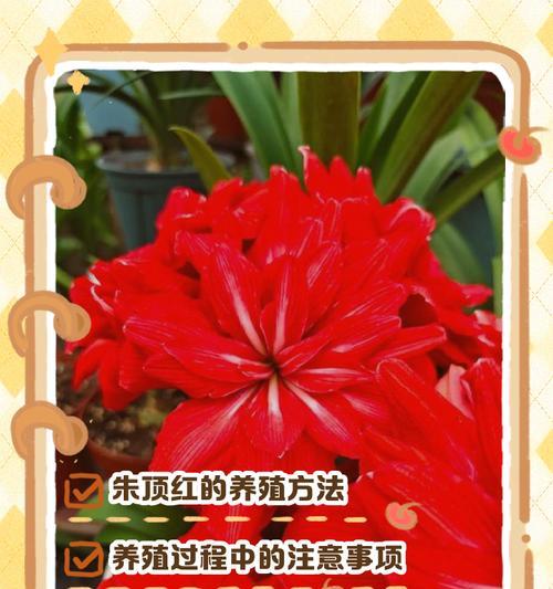 朱顶红卢娜有哪些优缺点？种植时应注意什么？