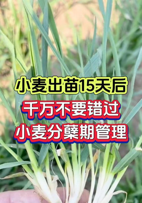 小麦播种期通常接近哪个节气？