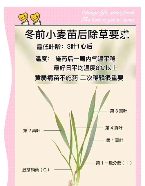 小麦播种期通常接近哪个节气？