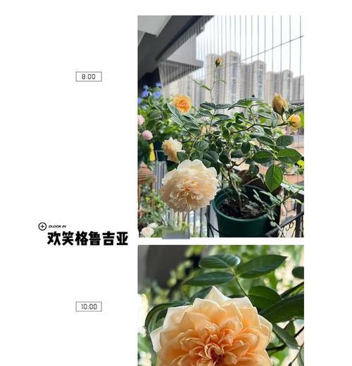 法国月季捧花的养护技巧有哪些？