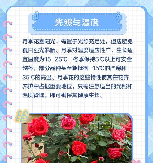 法国月季捧花的养护技巧有哪些？