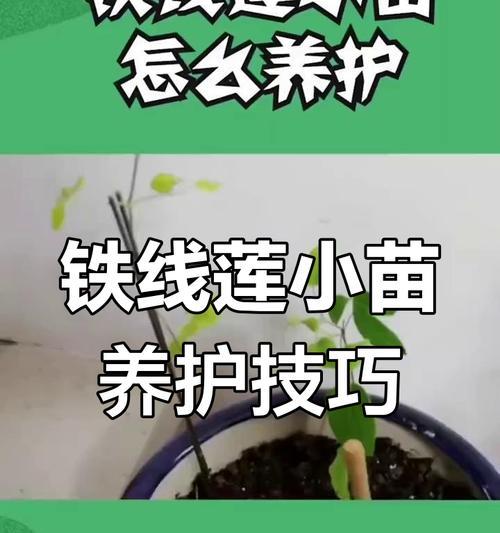 铁线莲苗带绒毛是否正常及其养护方法？