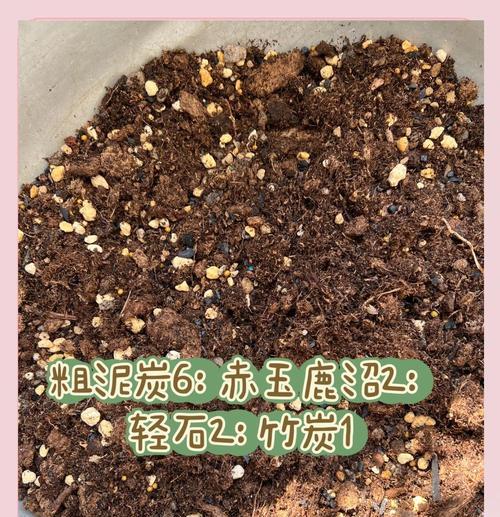 铁线莲苗带绒毛是否正常及其养护方法？