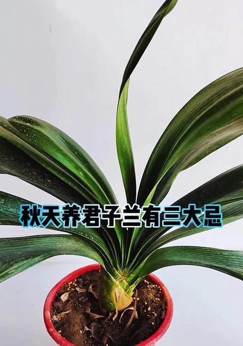 送君子兰给领导需要注意什么？有哪些礼仪？