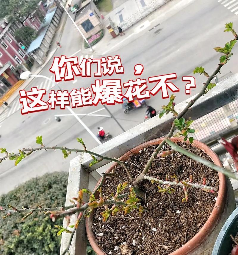 月季浇油水后的处理方法是什么？
