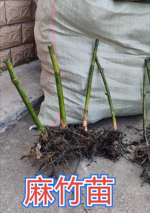 竹笋栽培的最新技术要求是什么？