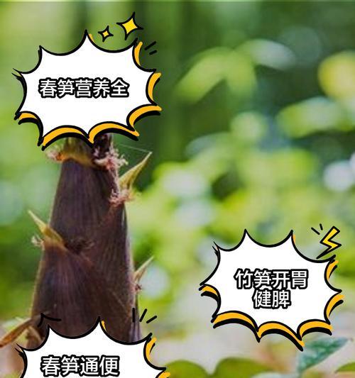 竹笋栽培的最新技术要求是什么？
