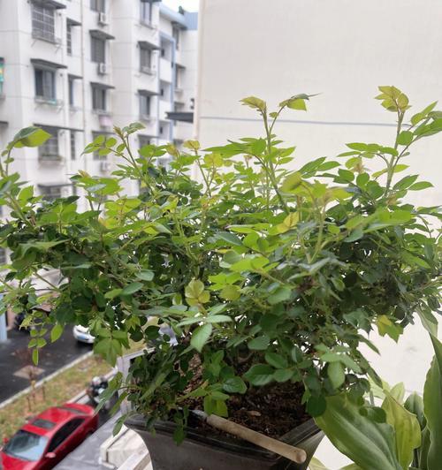 月季枝桠修剪的正确方法是什么？如何修剪出美观的形态？
