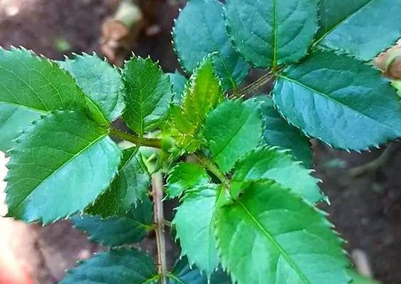 月季枝桠修剪的正确方法是什么？如何修剪出美观的形态？