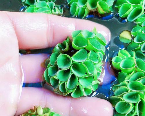 浮萍水生植物组合推荐？如何搭配浮萍植物？