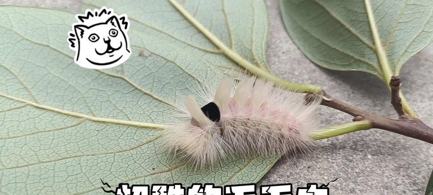 观赏植物上的毛毛虫有何作用？