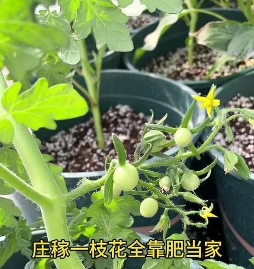 蔬菜叶子发黄的拯救方法有哪些？