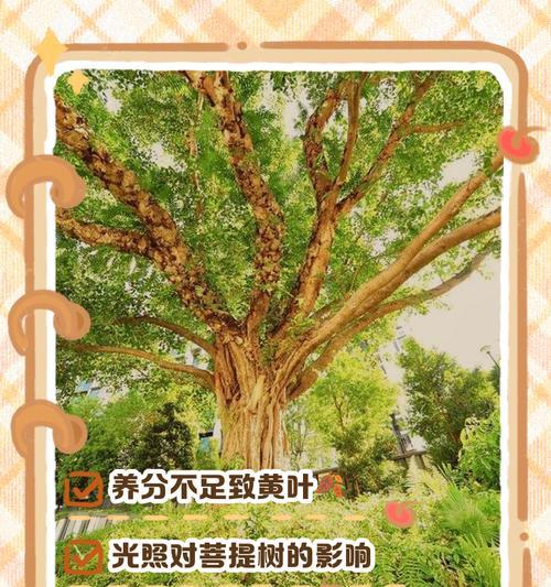 昙花叶子暴晒后发黄是怎么养？如何避免叶子发黄？