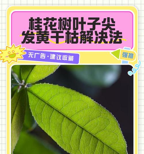 昙花叶子暴晒后发黄是怎么养？如何避免叶子发黄？