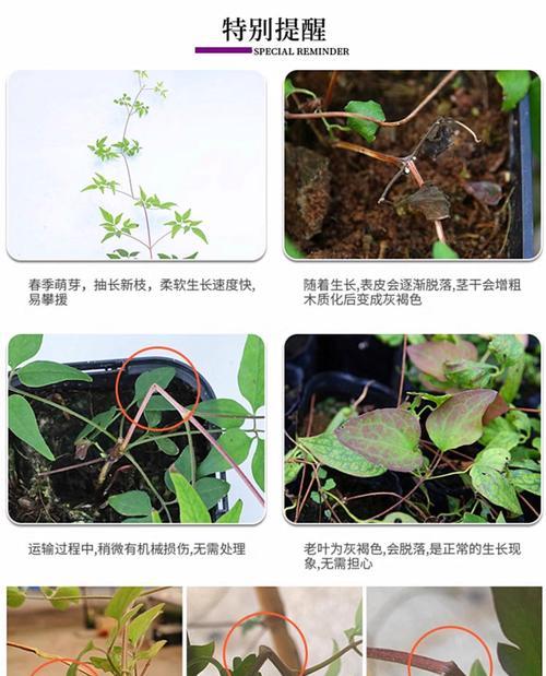 铁线莲开花前施肥的正确方式是什么？