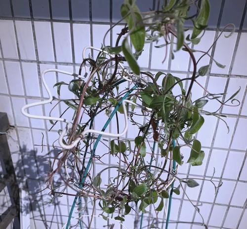 铁线莲开花前施肥的正确方式是什么？