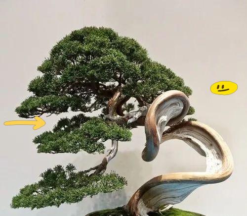 浅盆微盆景怎么浇水？有哪些技巧？