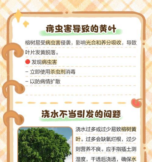 榕树叶子栽培的关键技术要点是什么？