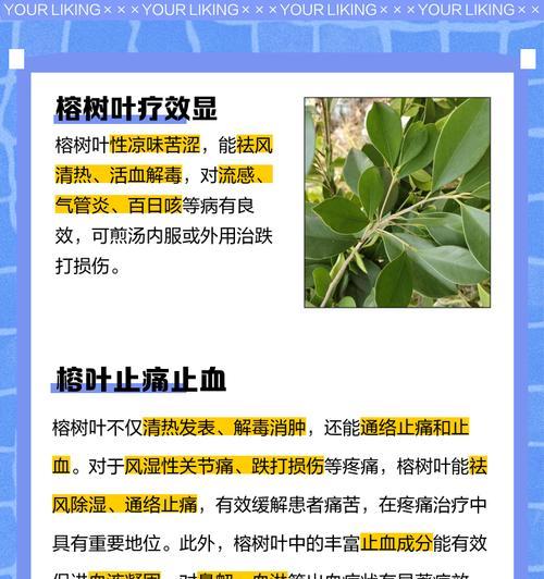 榕树叶子栽培的关键技术要点是什么？