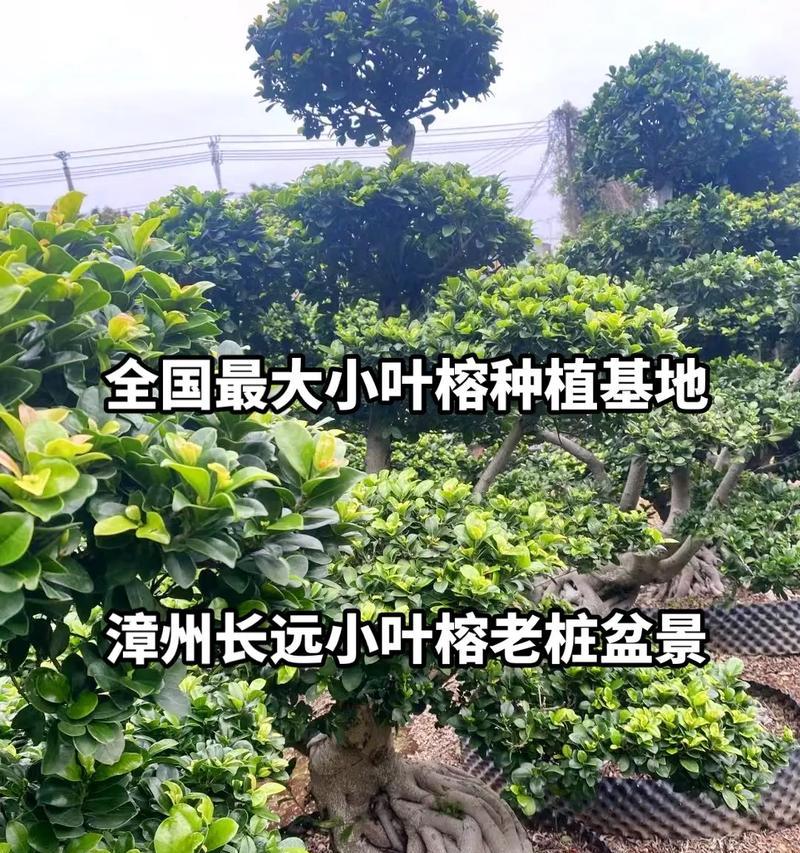 榕树叶子栽培的关键技术要点是什么？