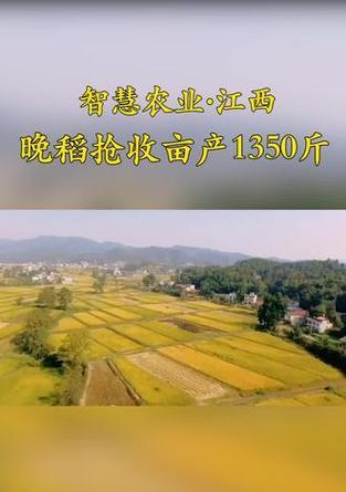 江西晚稻的最佳播种时间是什么时候？