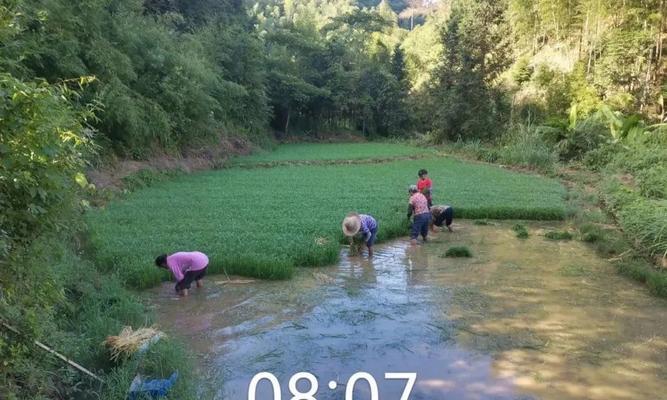 江西晚稻的最佳播种时间是什么时候？