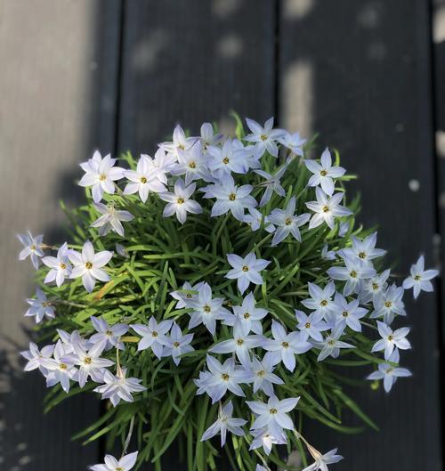 阳台花卉种植适用的花土类型是什么？