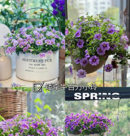 阳台花卉种植适用的花土类型是什么？