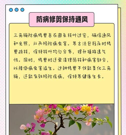 小珠三角梅的修剪技巧有哪些？