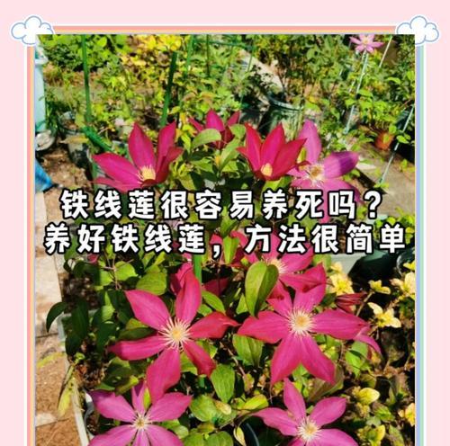 铁线莲中苗的正确养护方法是什么？
