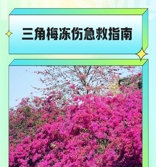 三角梅缺水发焉的应对措施是什么？
