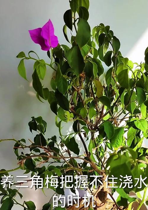 三角梅缺水发焉的应对措施是什么？