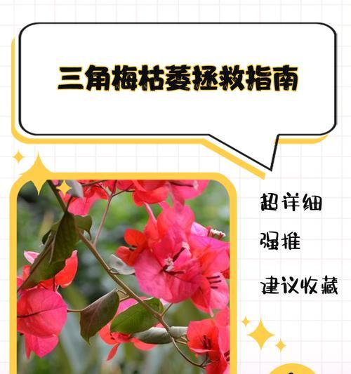 三角梅缺水发焉的应对措施是什么？
