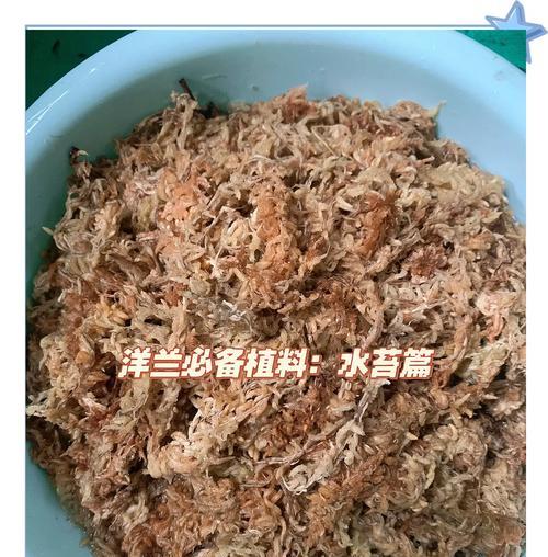 蕙兰水苔栽培技术要点有哪些？如何确保水苔的健康生长？