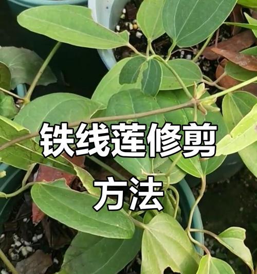 博士铁线莲冬季修剪的正确方法是什么？