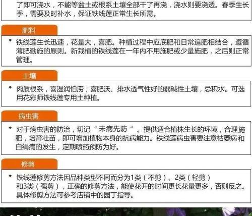 博士铁线莲冬季修剪的正确方法是什么？