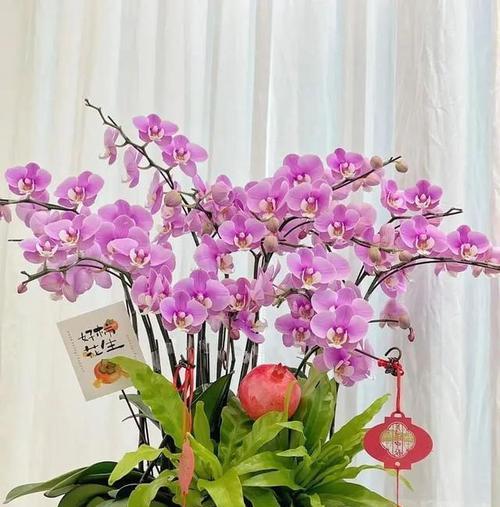 背阴阳台适合种植哪些花卉？