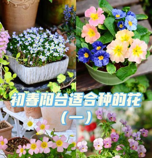 背阴阳台适合种植哪些花卉？