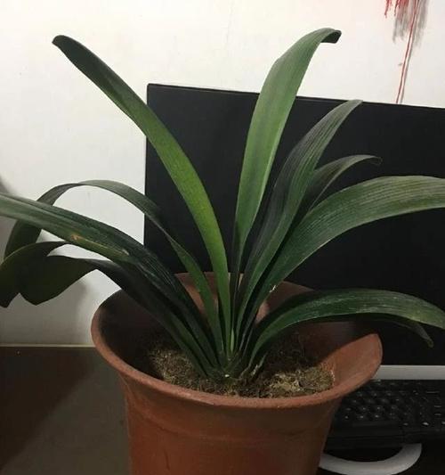 君子兰油漆品质评估：它的档次如何？