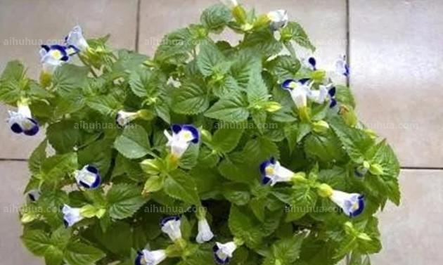 夏堇开花后如何正确浇水？