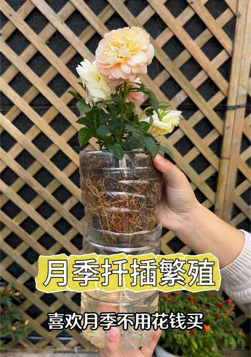 月季插枝怎样才能在花盆中存活并美观？
