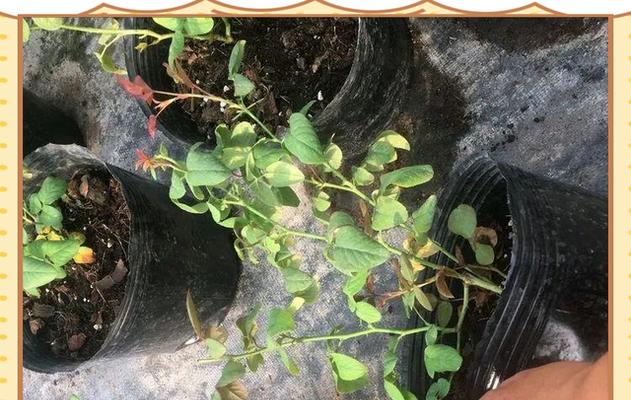 月季插枝怎样才能在花盆中存活并美观？