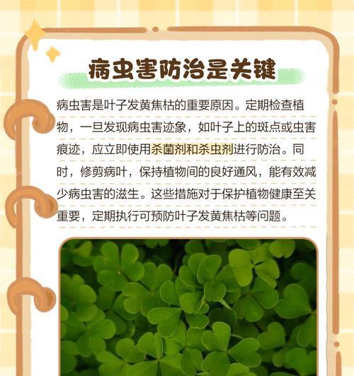 叶子发黄黑有锈怎么办？如何处理植物病害？