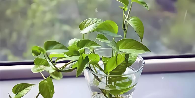 叶子发黄黑有锈怎么办？如何处理植物病害？