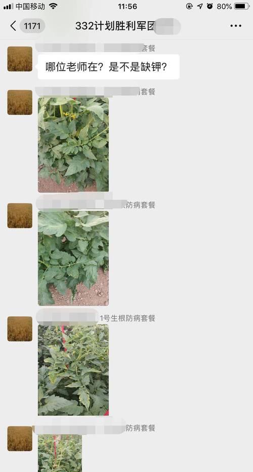 叶子发黄黑有锈怎么办？如何处理植物病害？
