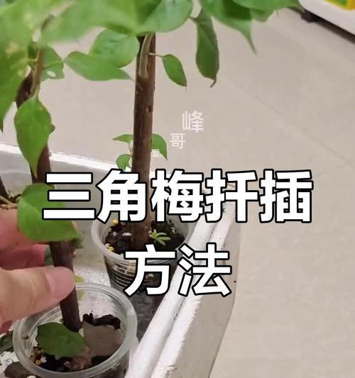 三角梅怎么在树上生根？生根的技巧和注意事项有哪些？
