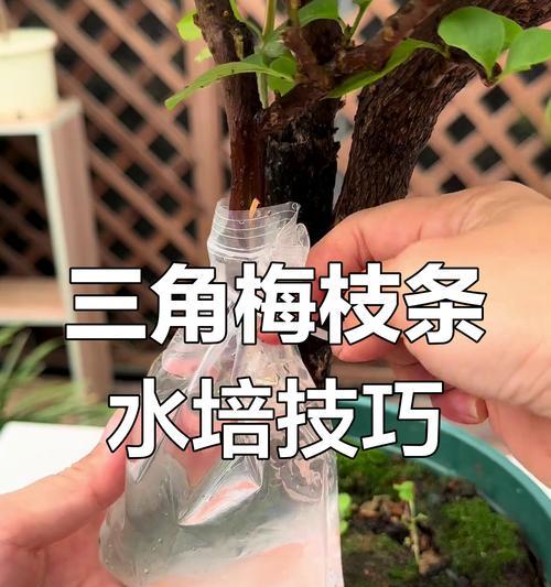 三角梅怎么在树上生根？生根的技巧和注意事项有哪些？